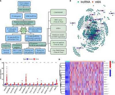 Establishment of Prognostic Signatures of N6-Methyladenosine-Related lncRNAs and Their Potential Functions in Hepatocellular Carcinoma Patients